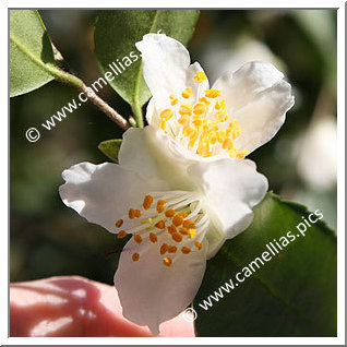 Camellia Botanique C. fraterna