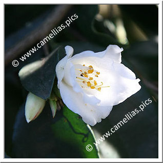 Camellia Species C. fraterna