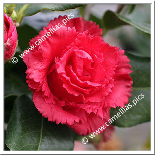 Camellia Japonica 'Fred Sander'