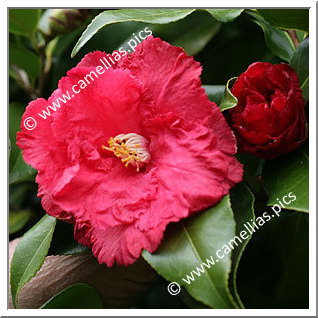 Camellia Japonica 'Fred Sander'