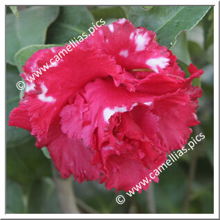 Camellia Japonica 'Fred Sander Variegated'