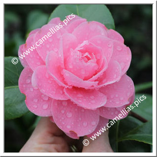 Camellia Japonica 'Prince Frederick William'