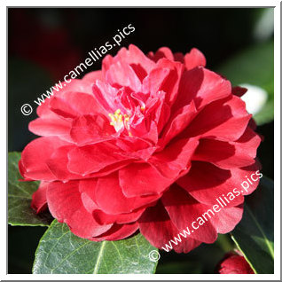 Camellia Hybride 'Free Spirit'