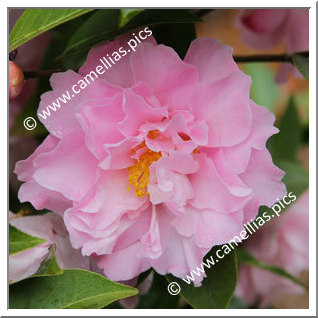 Camellia Hybrid C.x williamsii 'Free Style'