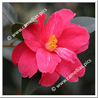 Camellia Hybride 'Freedom Bell'