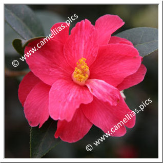 Camellia Hybrid 'Freedom Bell'
