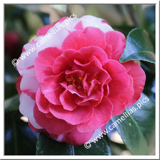Camellia Japonica 'Doris Freeman'