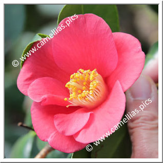 Camellia Japonica 'Frieda Petersen '