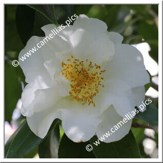 Camellia Japonica 'Frizzle White'