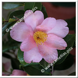 Camellia Hybride 'Frost Prince'