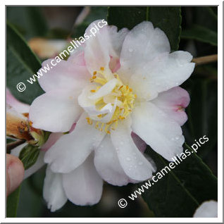 Camellia Sasanqua 'Frosted Star'