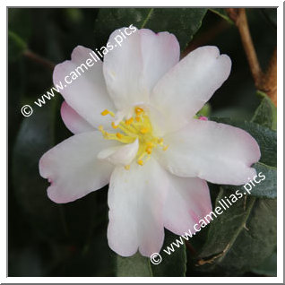 Camellia Sasanqua 'Frosted Star'