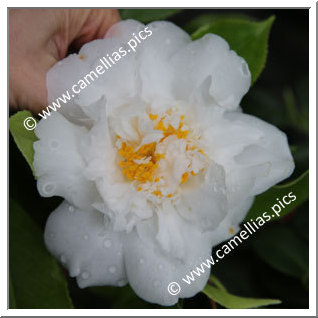 Camellia Japonica 'Frosty Morn '