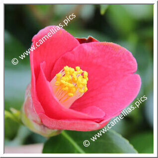 Camellia Japonica 'Fudayama-aka-yabu B'