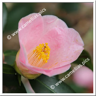 Camellia Japonica 'Fugaku-no-suzume'