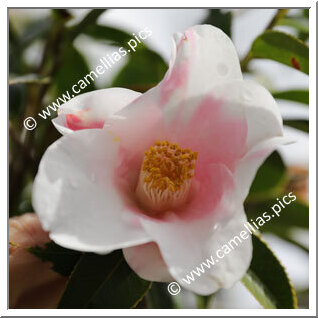 Camellia Japonica 'Fuiri-funatsu'