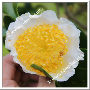 Camellia Higo Camellias 'Fuji'