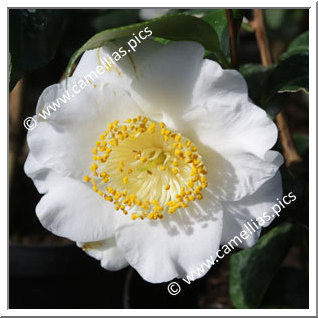 Camellia Higo Camellias 'Fuji-no-yuki'