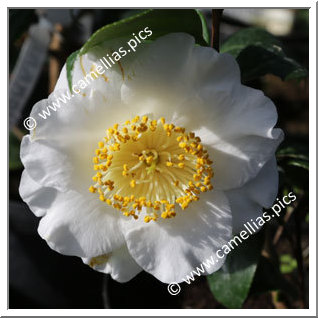 Camellia Higo Camellias 'Fuji-no-yuki'