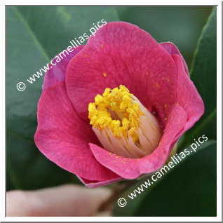 Camellia Japonica 'Sennen-fujimurasaki'