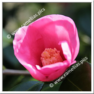 Camellia Japonica 'Fujita-wabisuke'