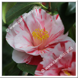 Camellia Japonica 'Fukiage-shibori'