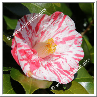 Camellia Japonica 'Fukiage-shibori'