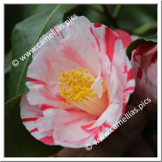 Camellia Japonica 'Fukiage-shibori'