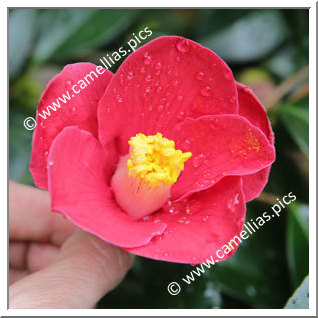 Camellia Japonica 'Fukudo-no-homare'