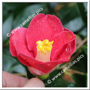 Camellia Japonica 'Fukudo-no-homare'