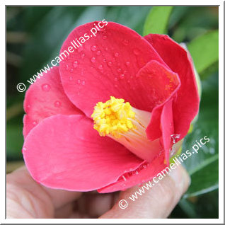 Camellia Japonica 'Fukudo-no-homare'