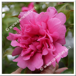 Camellia Hybrid C.reticulata  'Fukuen'