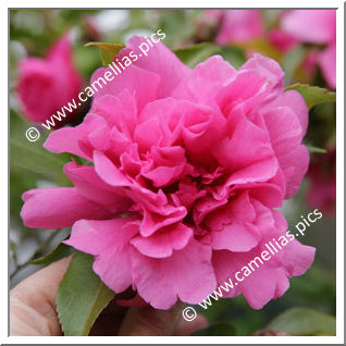 Camellia Hybride C.reticulata 'Fukuen'