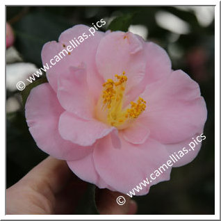 Camellia Japonica 'Fukumusume'