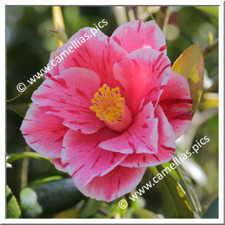 Camellia Japonica 'Fukurin-haru-no-utena'