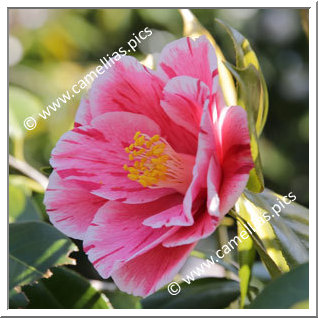 Camellia Japonica 'Fukurin-haru-no-utena'