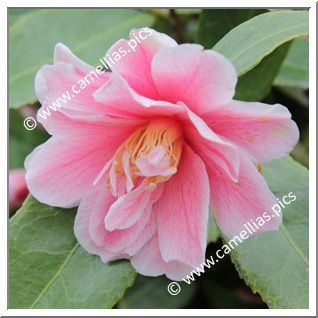 Camellia Japonica 'Fukurin-ikkyû'