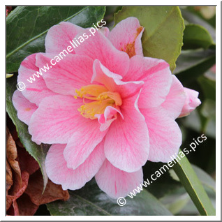 Camellia Japonica 'Fukurin-ikkyû'