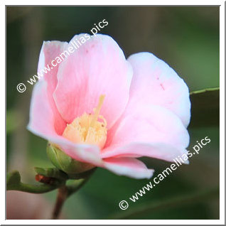 Camellia Wabisuke 'Fukurin-wabisuke'