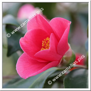 Camellia Japonica 'Fukushima-yuri'