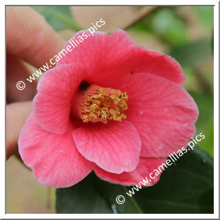 Camellia Japonica 'Fukushima-yuri'