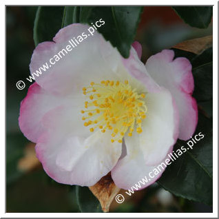Camellia Sasanqua 'Fukuzutsumi'