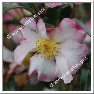 Camellia Sasanqua 'Fukuzutsumi'