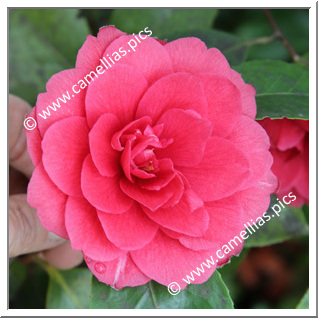 Camellia Japonica 'Fulgens d'Italie'