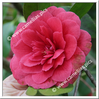 Camellia Japonica 'Fulgens d'Italie'
