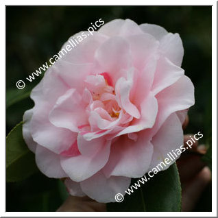 Camellia Japonica 'Funny Face Betty'