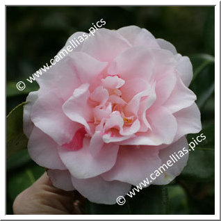 Camellia Japonica 'Funny Face Betty'