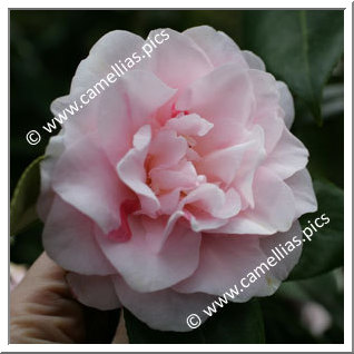 Camellia Japonica 'Funny Face Betty'