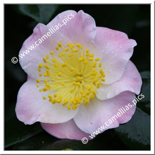 Camellia Japonica 'Furô-an'