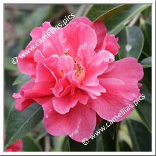 Camellia Reticulata 'Emma Gaeta Variegated'